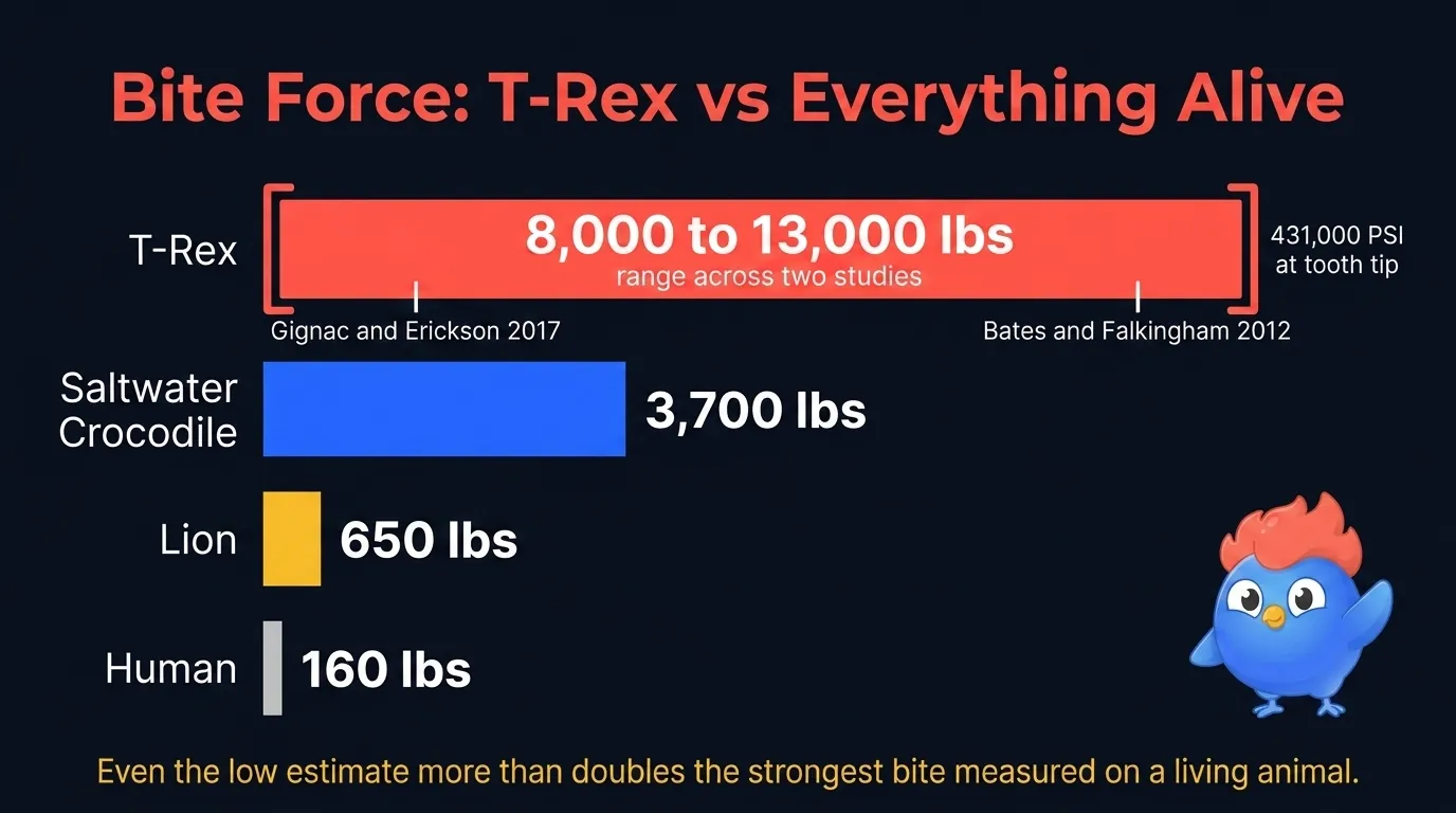 Bite force comparison chart: T-Rex about 8,000 to 13,000 pounds depending on the model, saltwater crocodile 3,700 pounds, lion 650 pounds, human 160 pounds, with jaw illustrations to scale