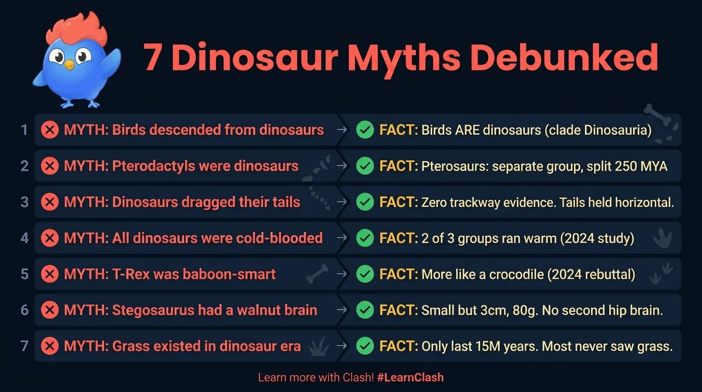 Misconceptions visual: chicken skeleton overlaid with theropod dinosaur skeleton showing structural similarities, plus crossed-out images of a scaly Velociraptor, a tail-dragging sauropod, and a grassy Jurassic landscape