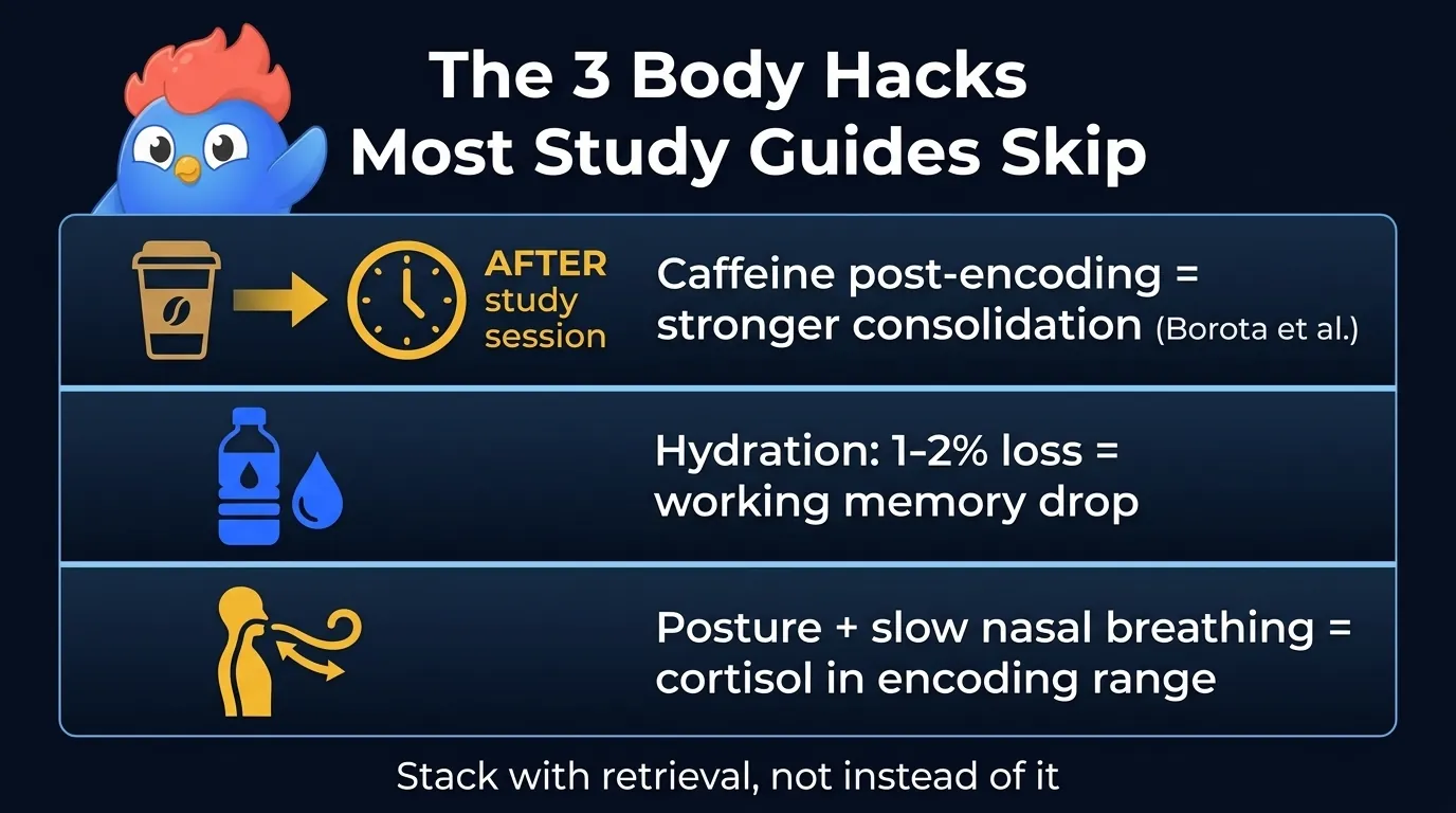Tres iconos apilados verticalmente: una taza de café con un reloj de después de estudiar, una botella de agua, un torso erguido con una flecha de respiración, cada uno con una insignia de impacto cerebral en porcentaje
