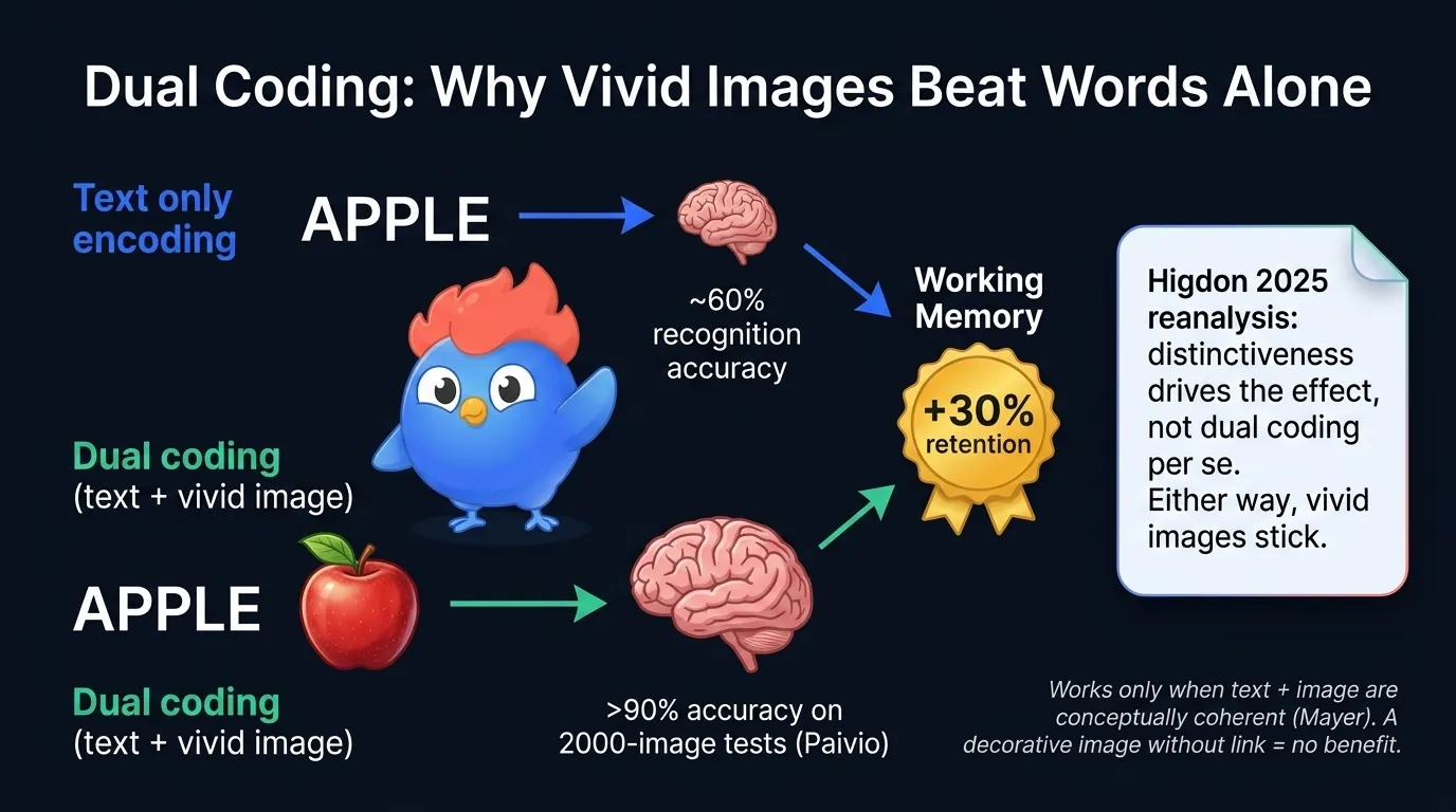 Picture superiority effect infographic: text-only encoding of the word APPLE compared against dual-coding of APPLE plus a vivid apple image, showing the verbal channel and visual channel converging on stronger working memory encoding, with a 90 percent accuracy marker on 2000 image recognition tests versus roughly 60 percent for text only, based on Paivio 1971 and Higdon 2025