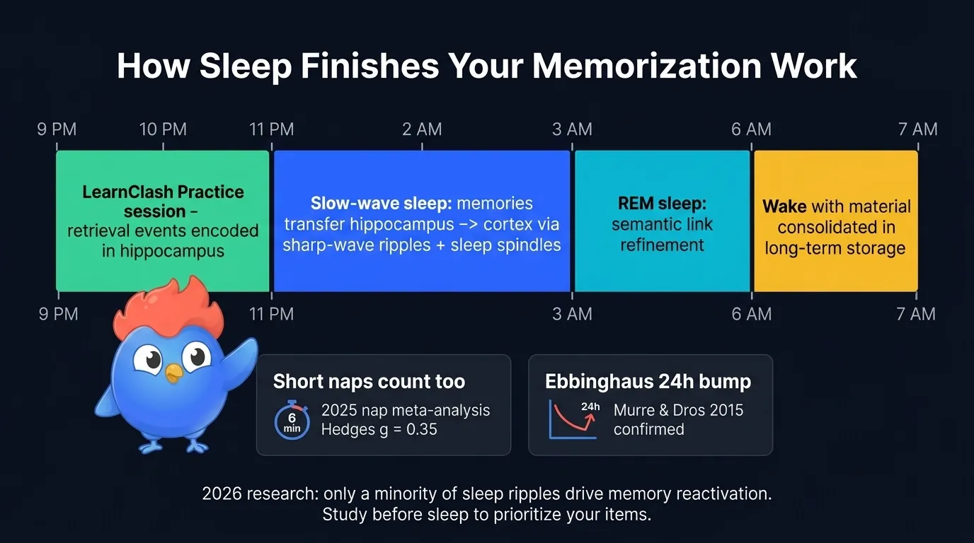 Sleep memory consolidation timeline: 9 PM Practice session retrieval events encoded in hippocampus, 11 PM slow wave sleep begins, cortex receives reactivated memories via spindle-locked sharp wave ripples, 3 AM REM sleep refines semantic links, 7 AM wake with material transferred to cortical long term memory, based on 2026 hippocampal ripple research