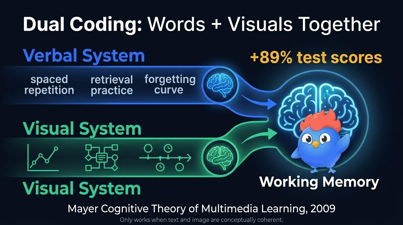 Dual coding diagram showing verbal and visual processing systems working together in working memory, with words and pictures linked by arrows, and a retention boost of 89 percent when the two systems co-activate versus words only, based on Mayer Cognitive Theory of Multimedia Learning