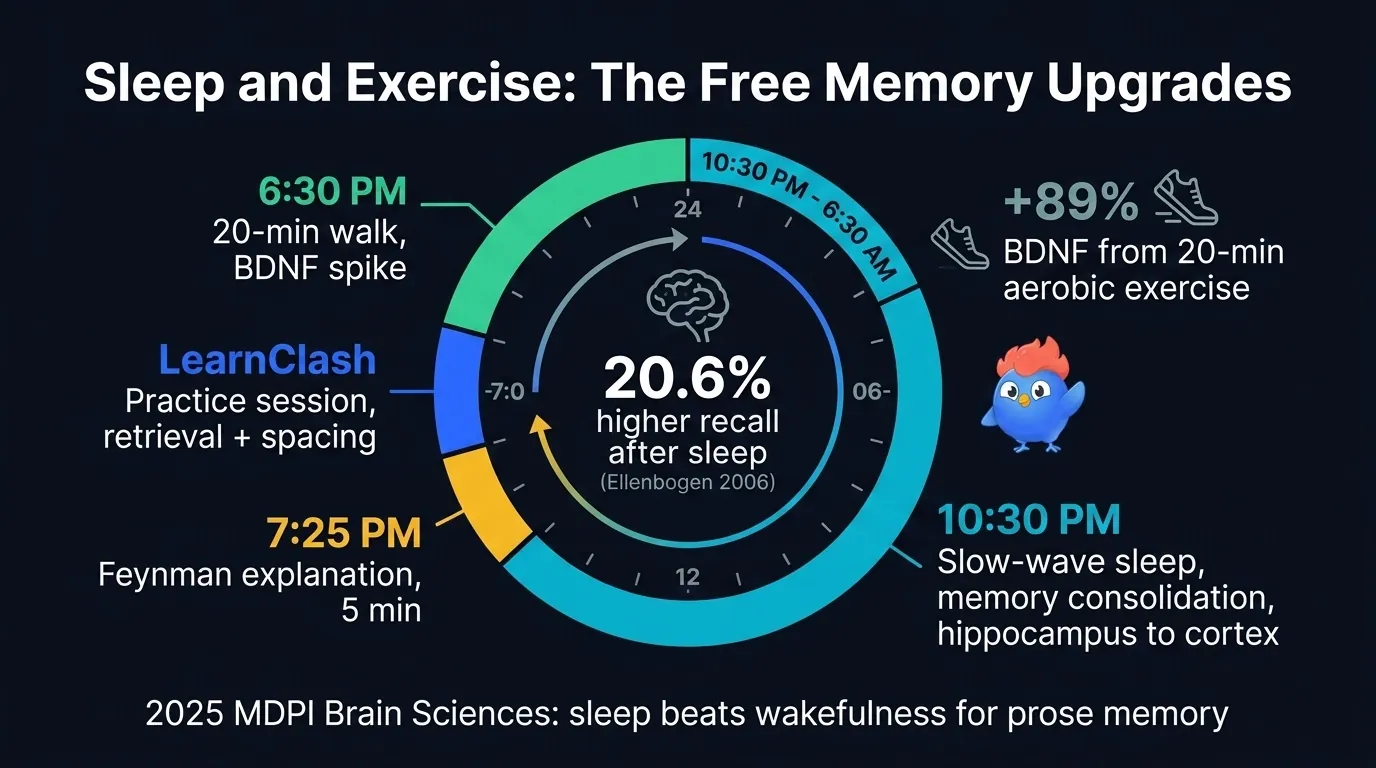 Sleep consolidation and BDNF exercise cycle diagram showing learning event at 6 PM, 30 to 60 minute pre-sleep review window, slow wave sleep consolidation at 11 PM to 3 AM moving memories from hippocampus to cortex, then morning 20 minute walk elevating BDNF before next study block
