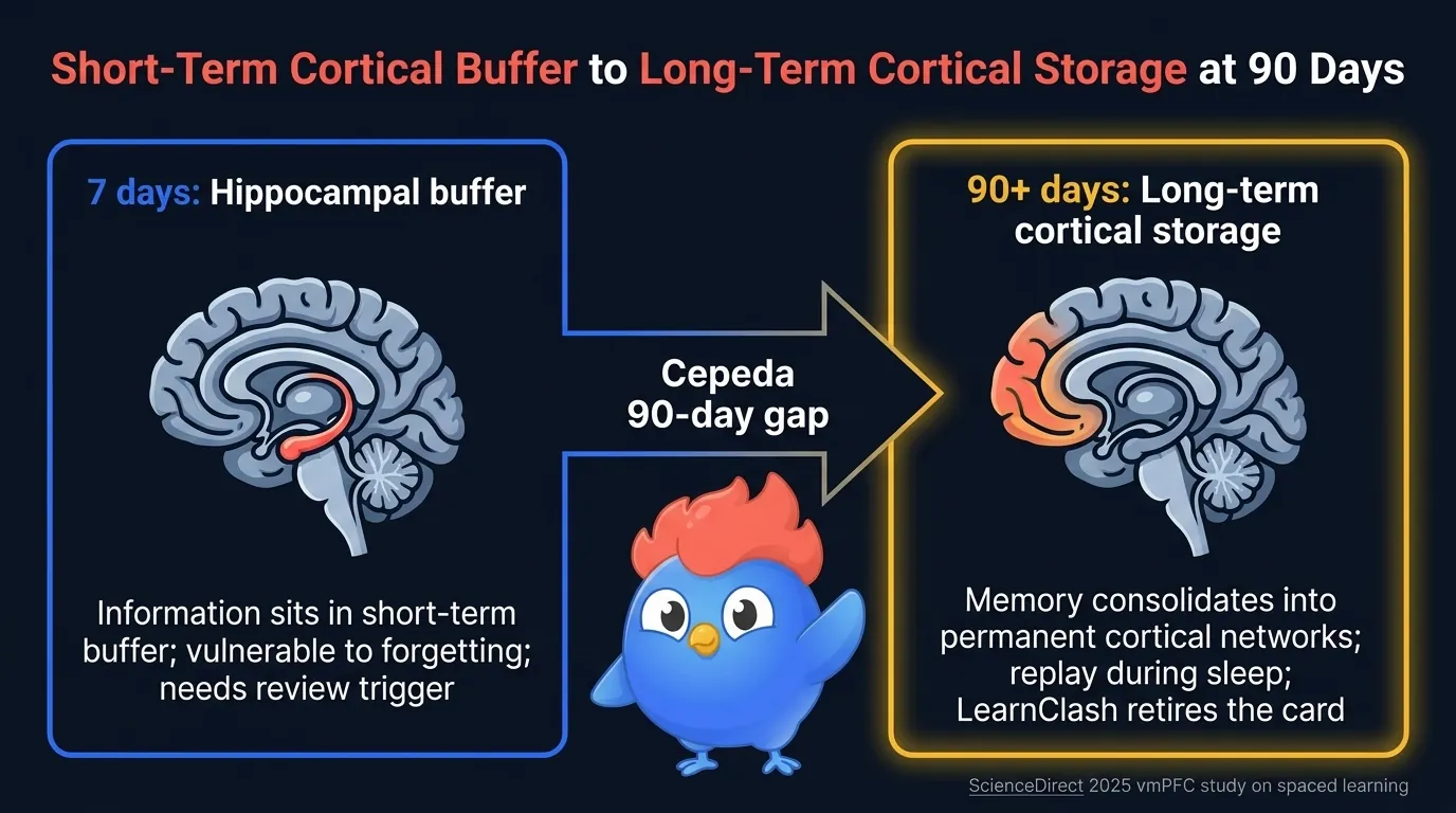 Short-term cortical buffer to long-term cortical storage transition diagram: at 7 days knowledge sits in hippocampal buffer, at 90 days survives transfer to ventromedial prefrontal cortex long-term storage, mastery exit at ~97 days marks consolidation