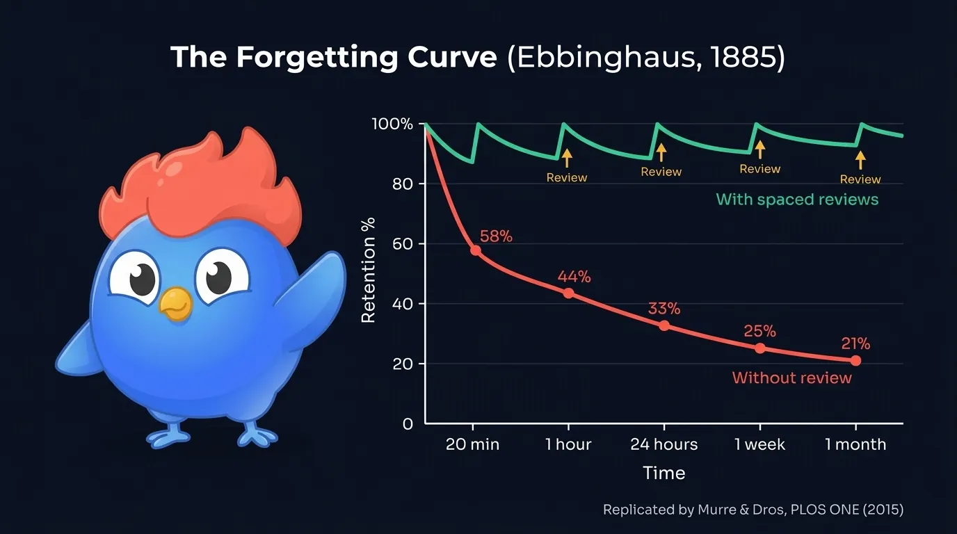 Courbe de l'oubli d'Ebbinghaus : la rétention chute de 100 % à 58 % à 20 min, 44 % à 1 heure, 33 % à 24 heures, 25 % à 1 semaine, 21 % à 1 mois sans révision. Avec des révisions espacées, la rétention reste au-dessus de 80 % à chaque intervalle