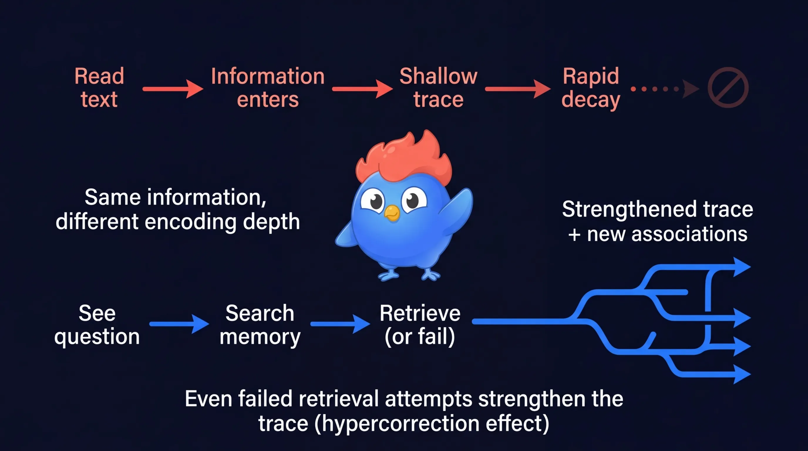 Schéma montrant comment la récupération renforce la mémoire : la question déclenche une recherche en mémoire, activant et consolidant les connexions neuronales, tandis que la relecture passive ne déclenche qu'une reconnaissance superficielle